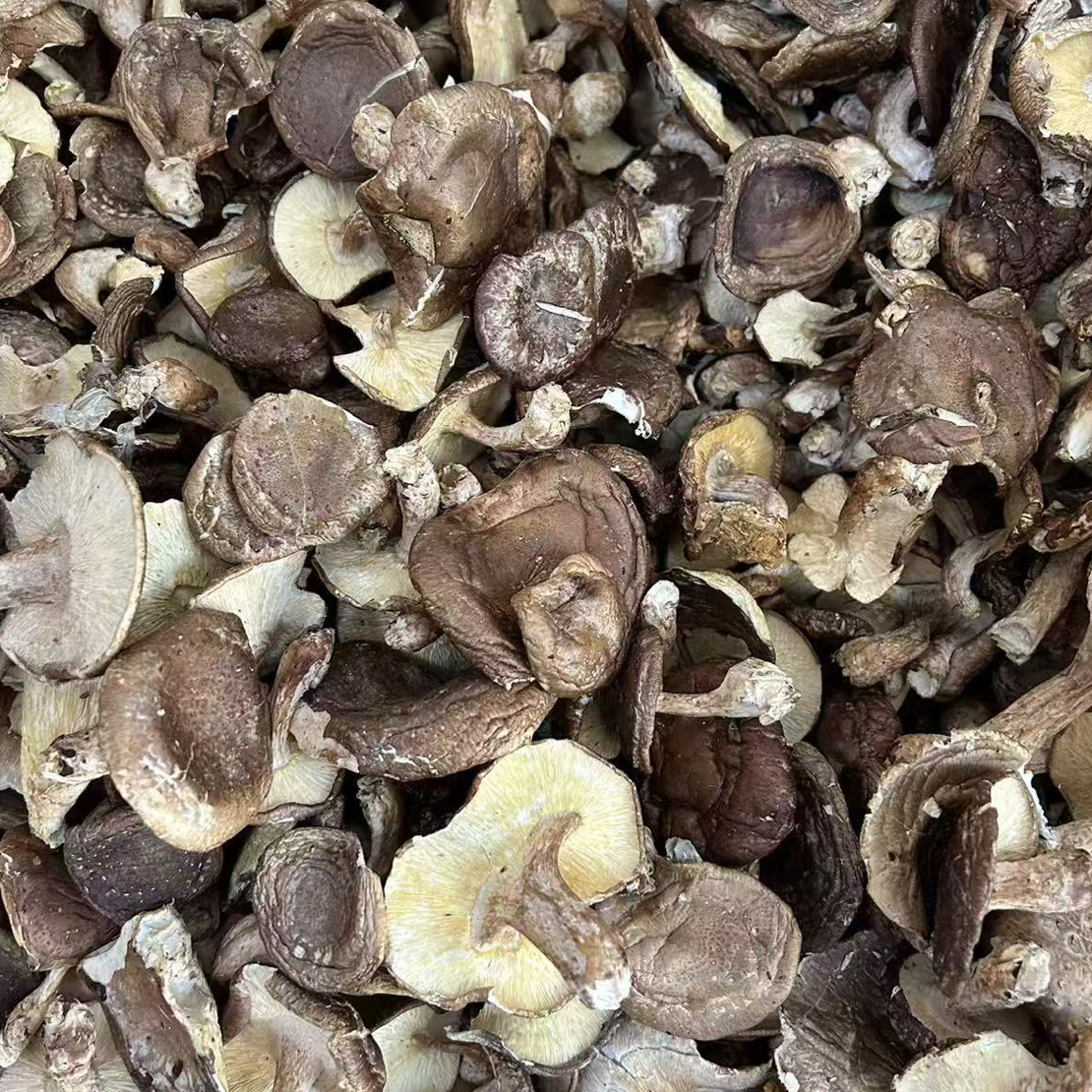 【八戒代选山货】云南边境高黎贡深山香信菇