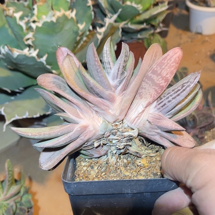 满38包邮2天凑单，脱土晾根发货多肉植物