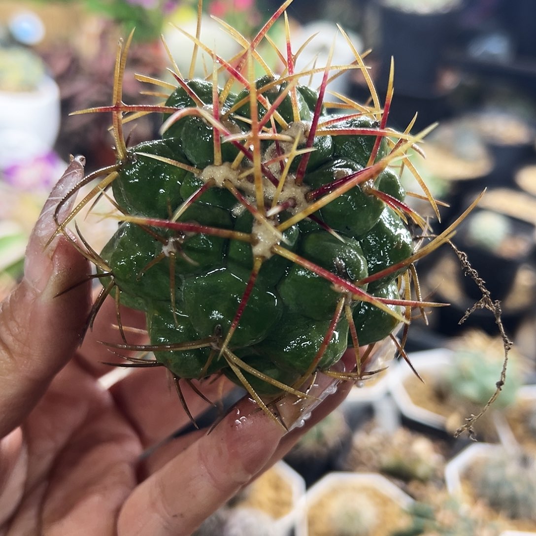 大尤菲冠龙仙人球11111111