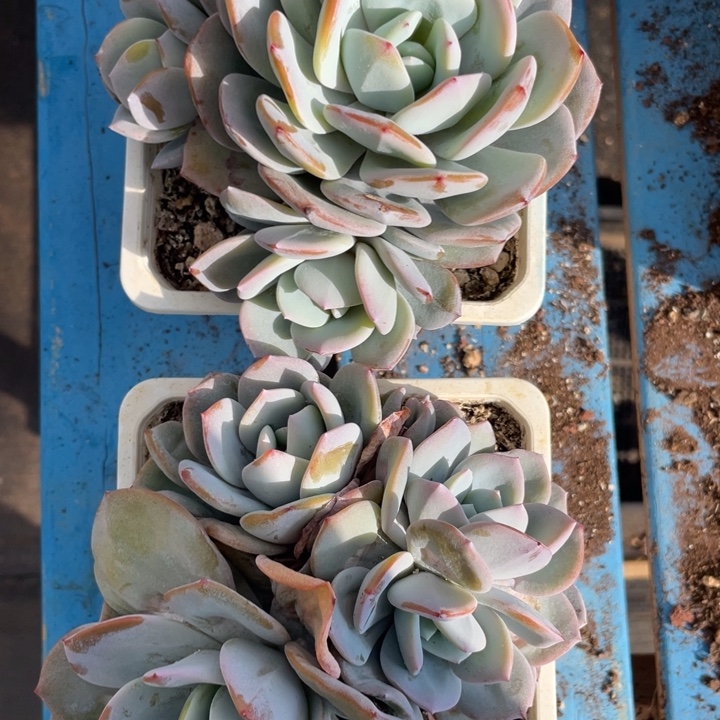 慕***慕韩版奶茶拍1发2，4头无砍