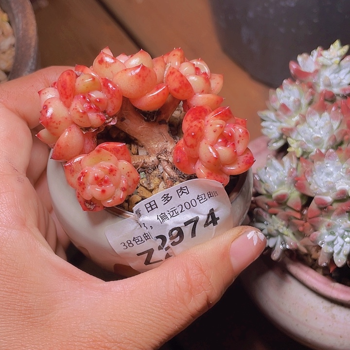 小鹿多肉一物一拍2974带盆