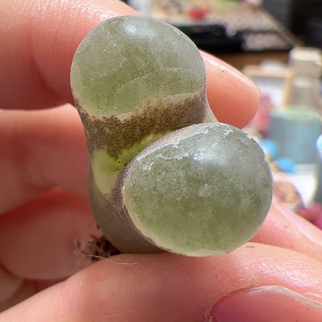 【闪购商品】340 磁铁