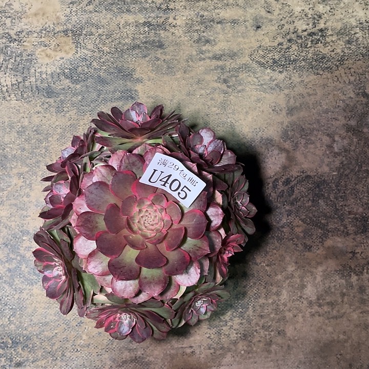 405万花筒   多肉植物     