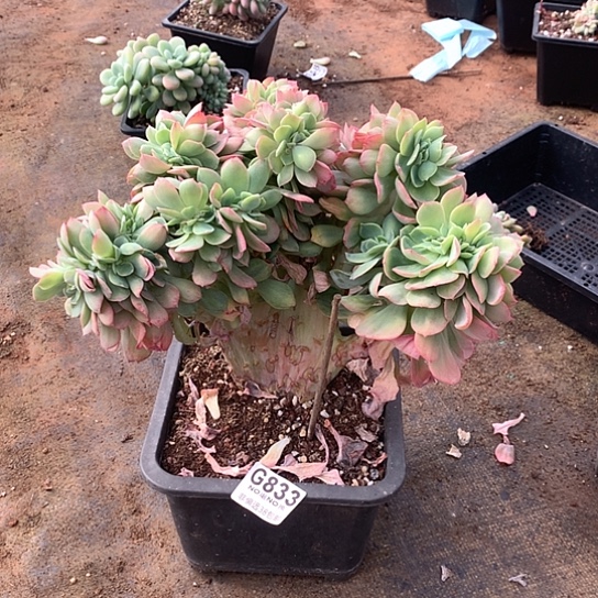 巨无霸霞光缀化833 亏本处理退款拉黑7-8天发货