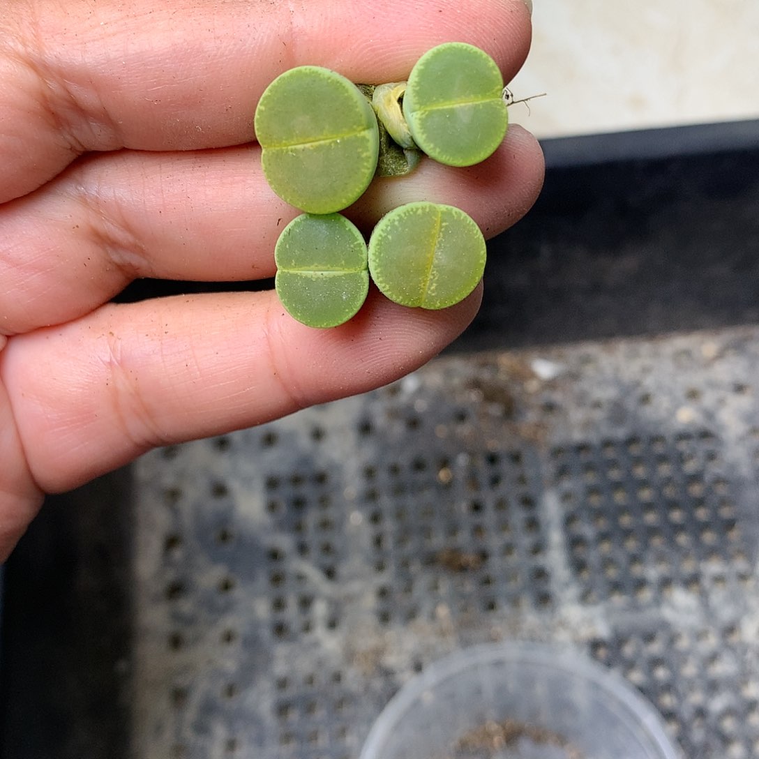 T664多肉植物保护研究所