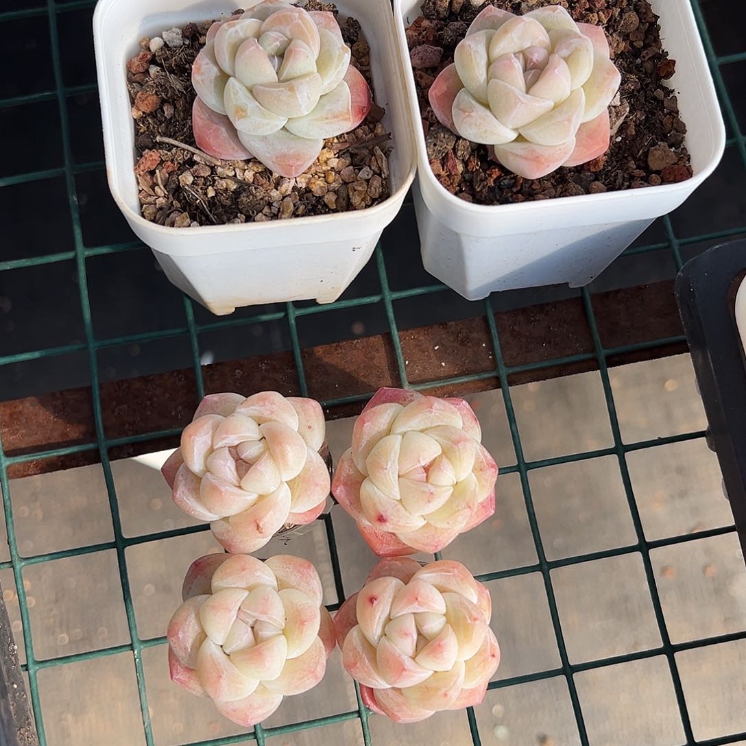 有**人冰玉7颗，发8颗有梦人