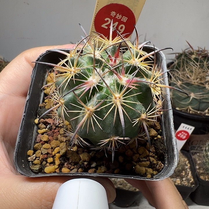 实生黑刺琥爪玉4.2cm