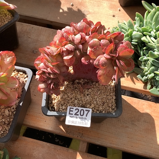 燕***2莫妮卡缀化207 亏本处理退款拉黑需延迟发货