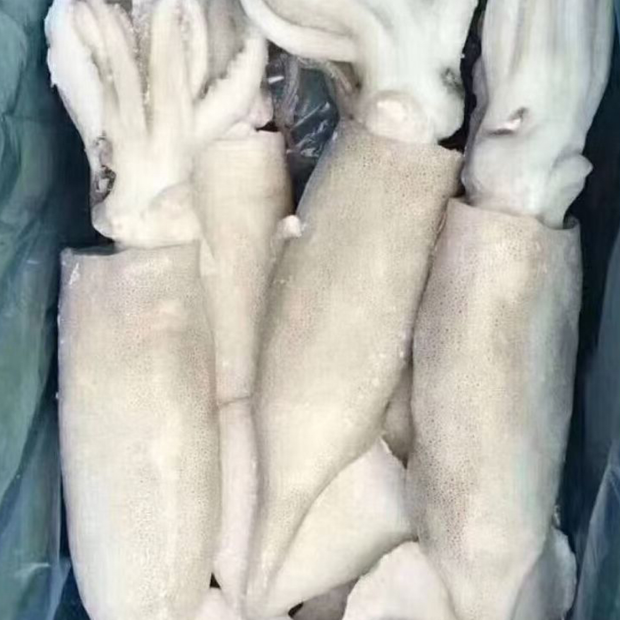 单冻鱿鱼一箱4条