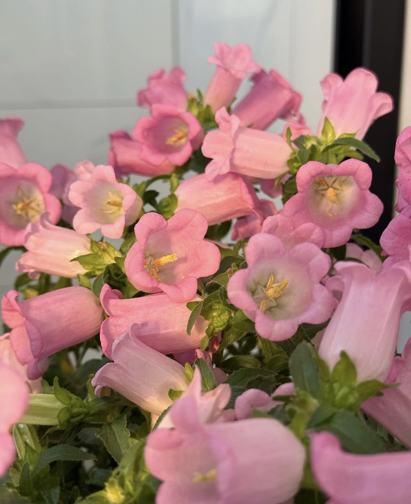 【新疆包邮】酒杯风铃花  颜值爆满 长期花新手懒人好养活植物