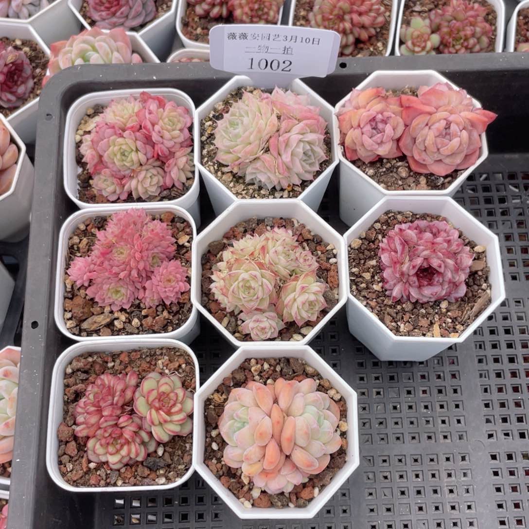 薇薇安园艺多肉1002