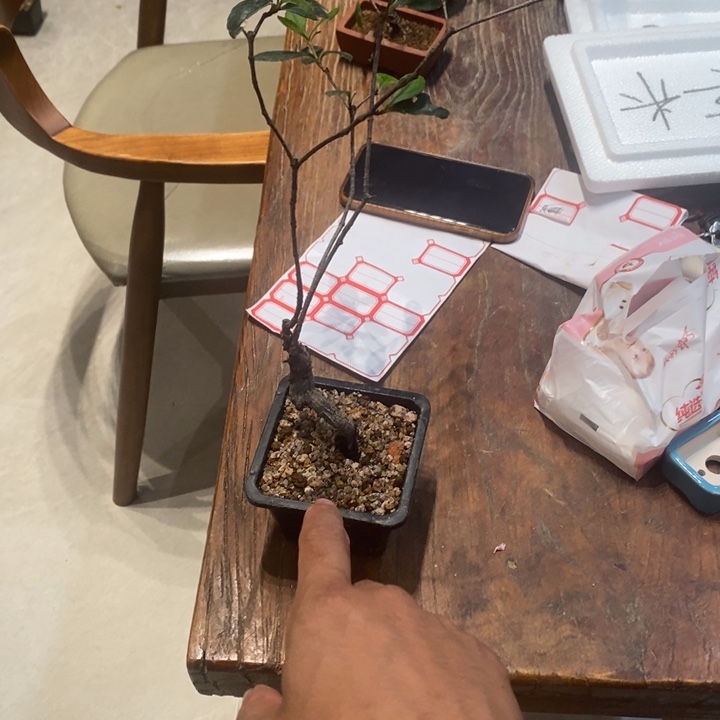 小***堡完全开放海岛春花