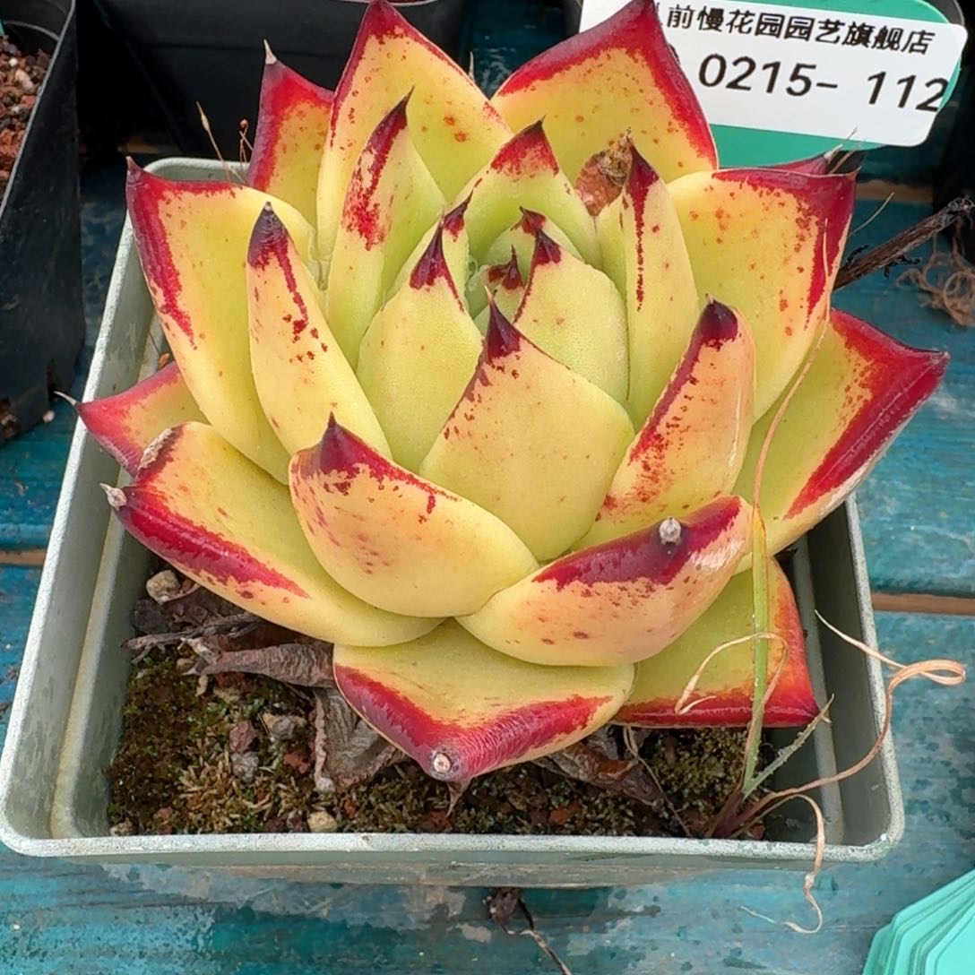 从前慢多肉精选编号0215.112