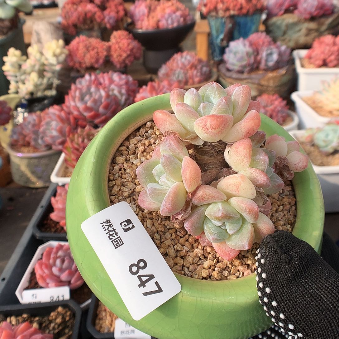 847冰玉多肉植物666