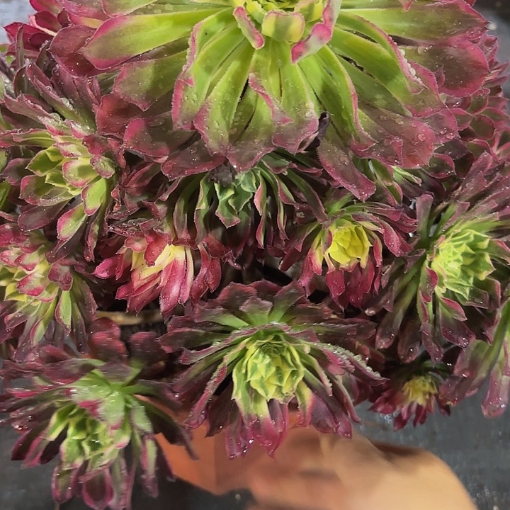 多肉植物福利924