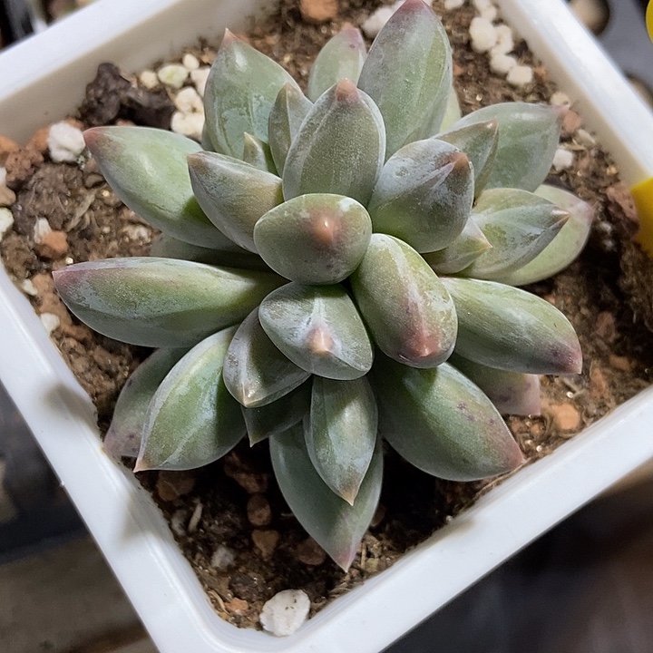 多肉去重楼6111多肉