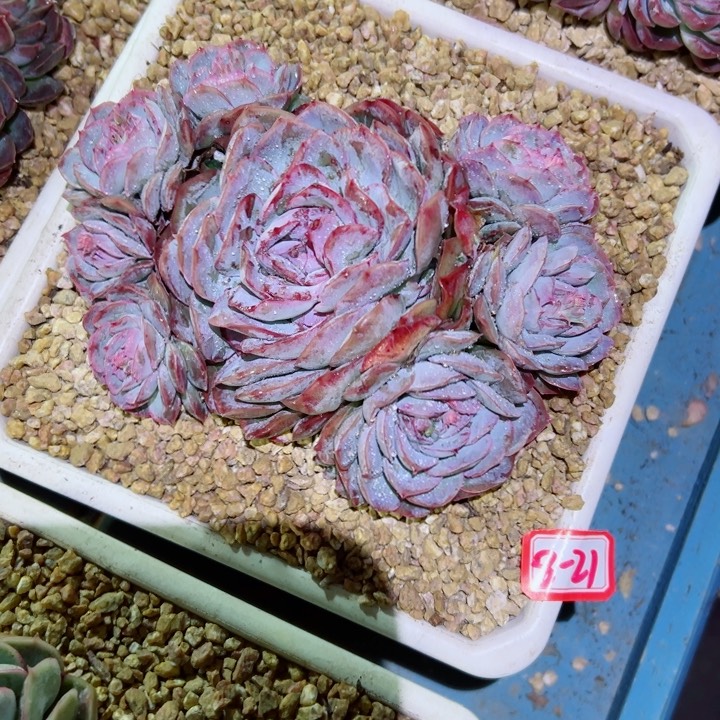 精品多肉植物老桩