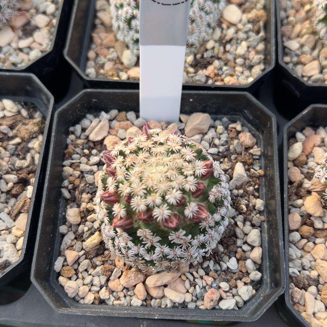 克氏丸多肉植物带盆土547