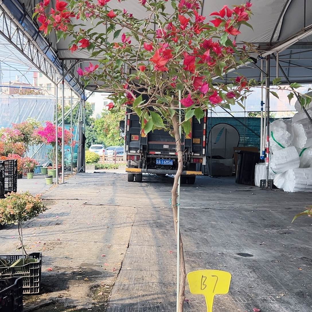 星***.大部分花苞少量开放B7紫桑巴