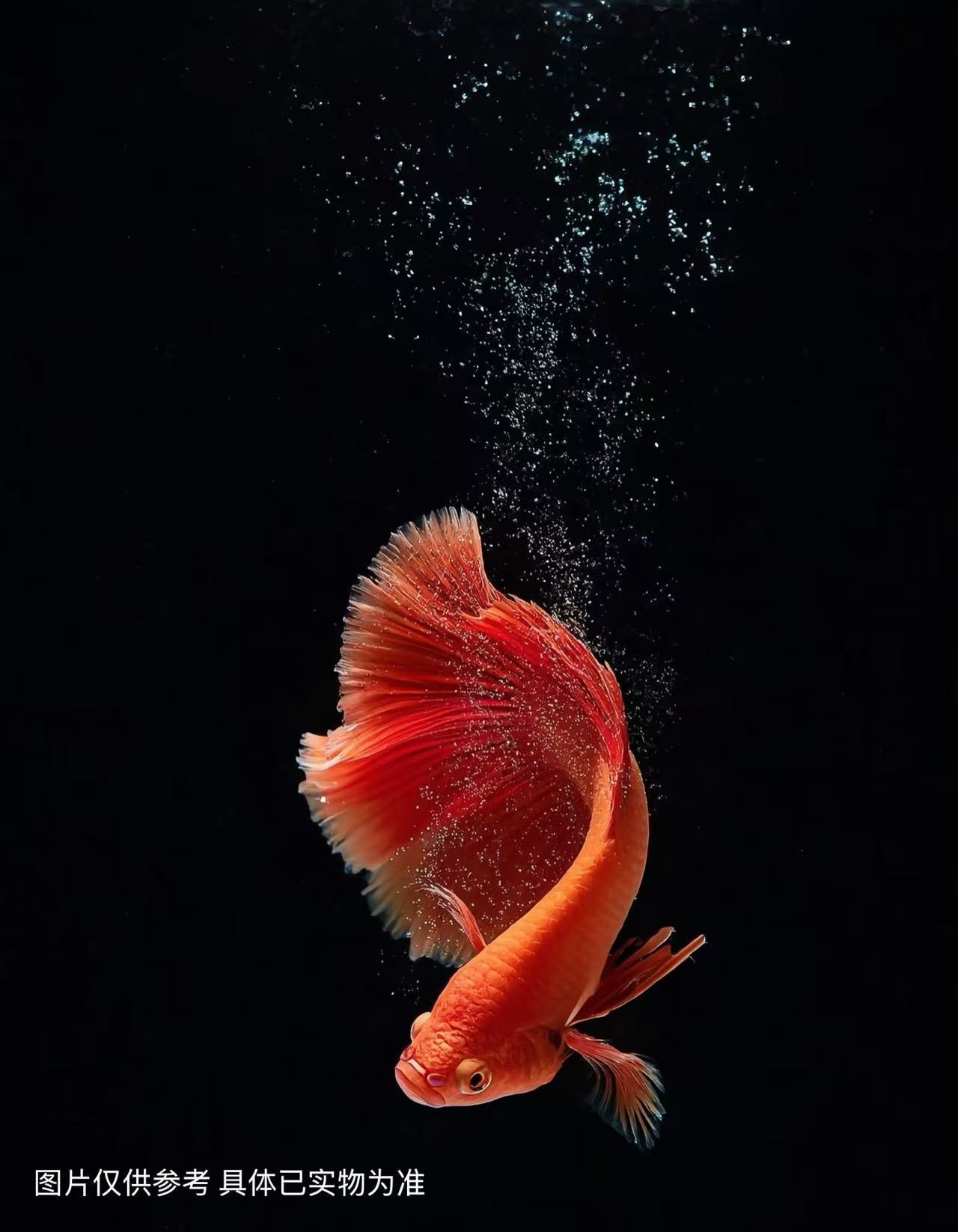 小妹蝴蝶鲤-改价链接蝴蝶鲤大鳍长尾红色观赏鱼