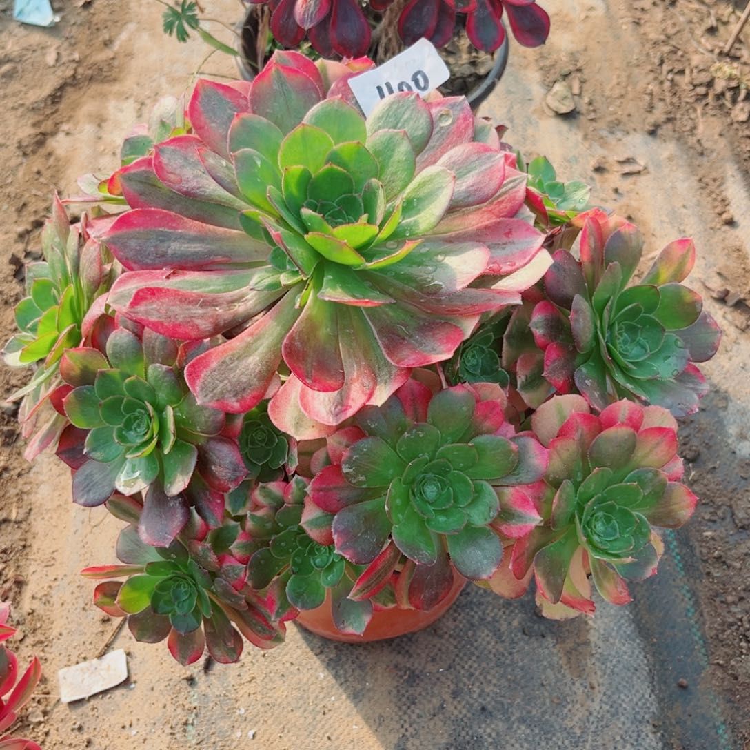 400雨荷法师多肉植物