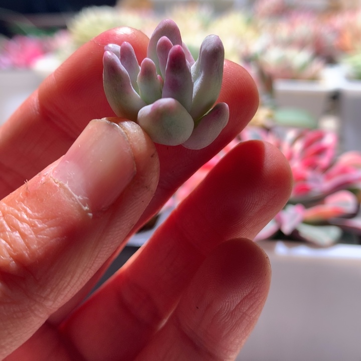 所罗门覆轮锦砍头