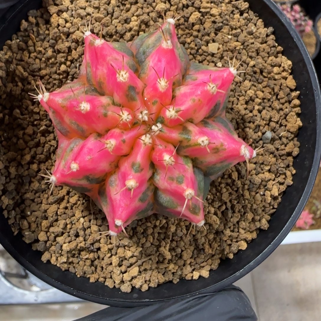 泰系实生海神锦带盆土发货