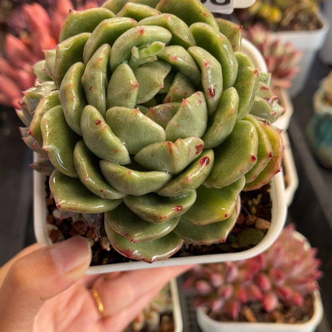 1068 天冷必拍保温箱