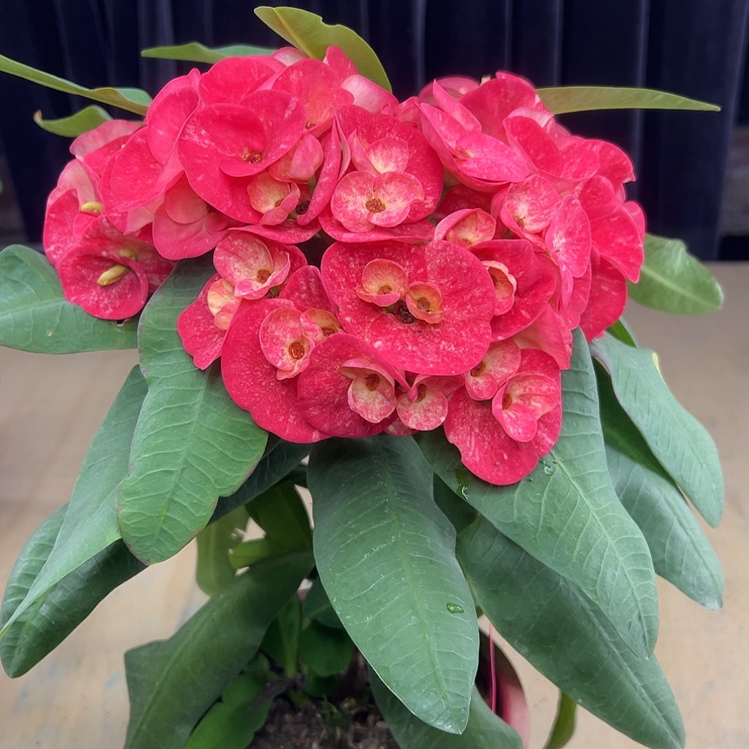 星城泰国大花虎刺梅