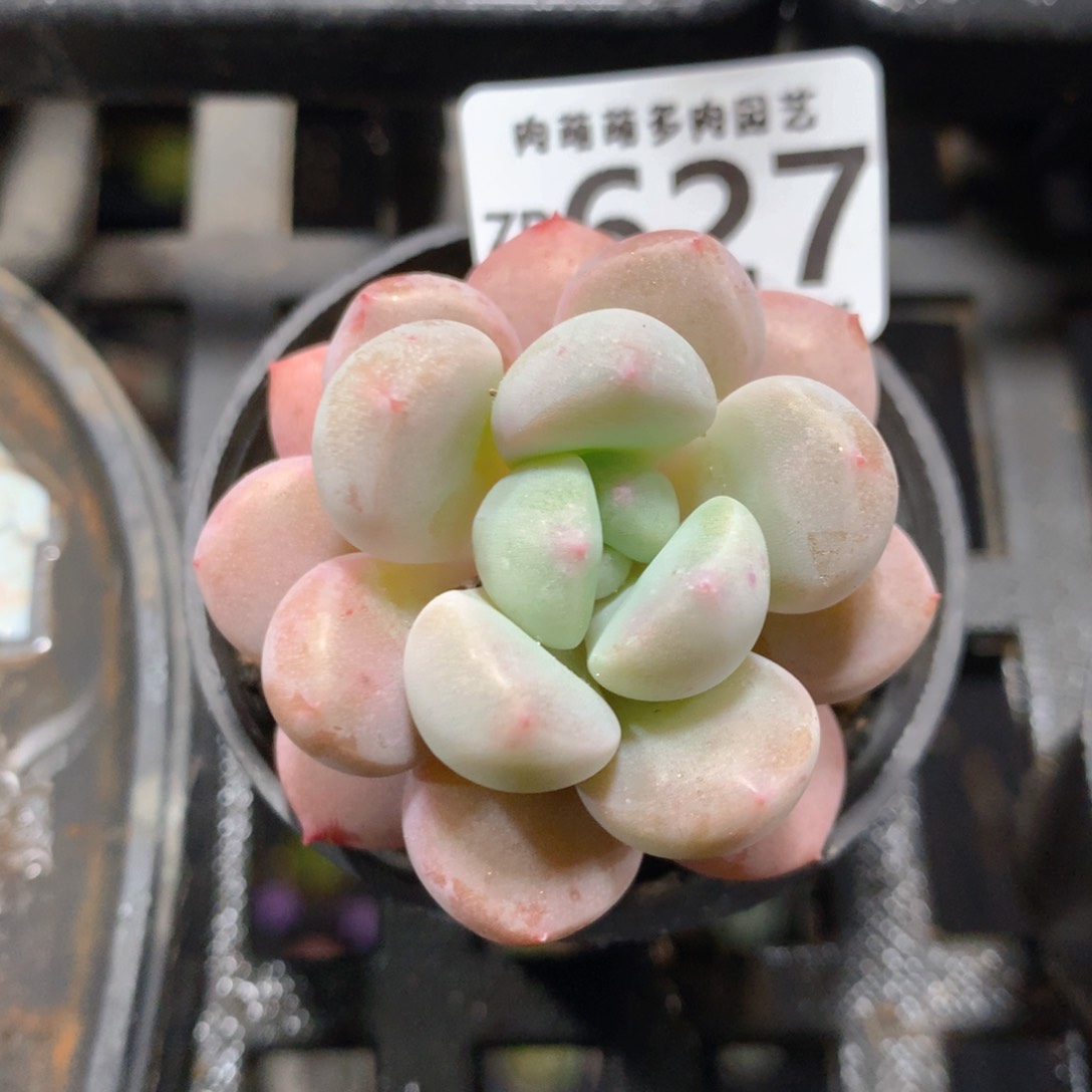 5CM拇指盆精控多肉ZB627