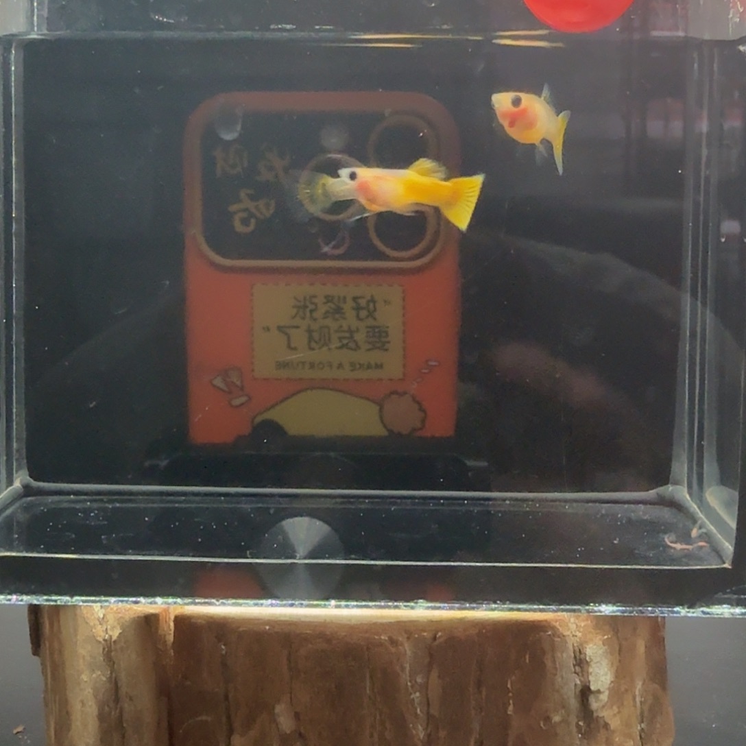 孔雀鱼玻璃猫孔雀鱼27