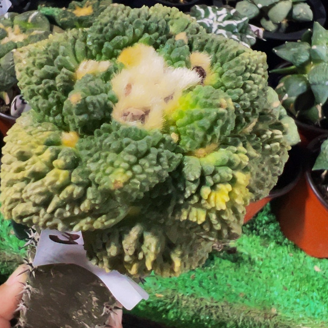 无花朵福利颗粒怒涛341