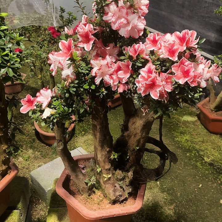 杜鹃老桩杜鹃盆景A*