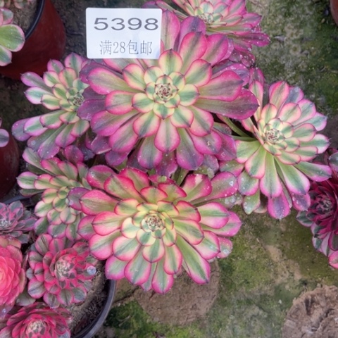 美亚多肉多肉5398