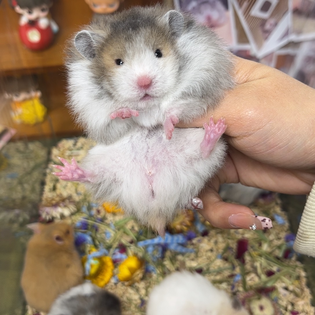 国外卷火波弟弟88