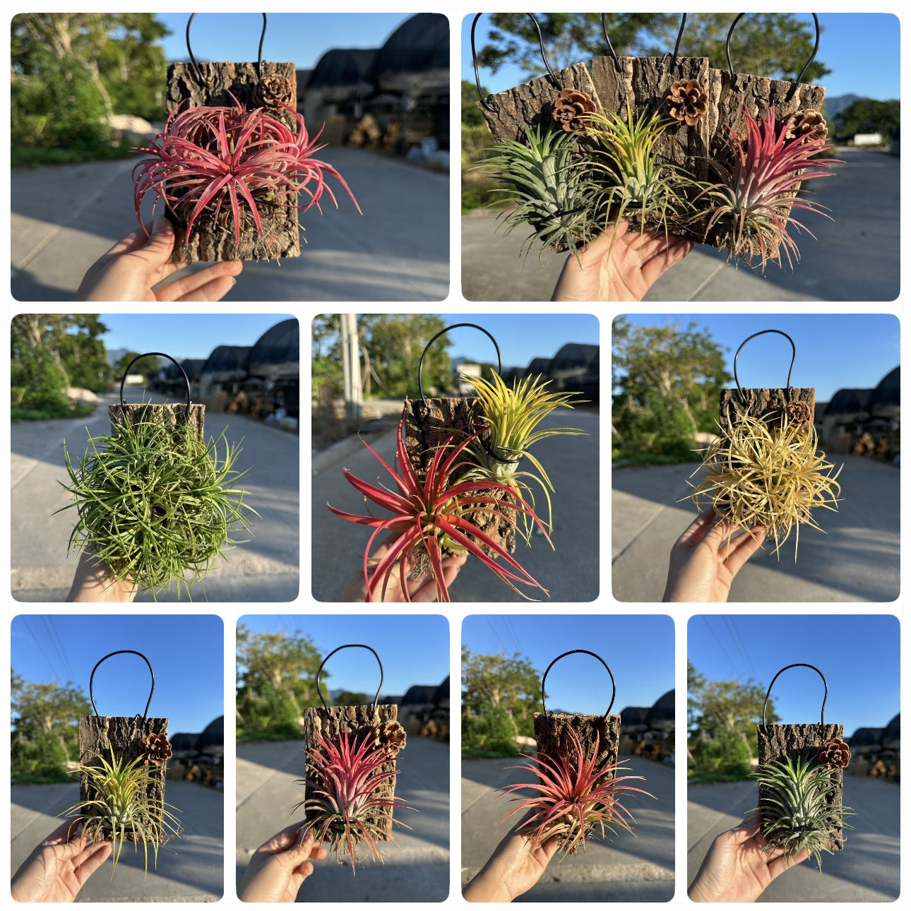 空气凤梨红黄绿三色无土植物室内好养易管理的绿植