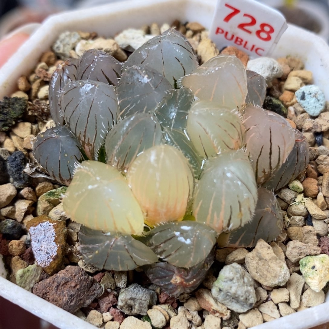 728实生玉露锦一物一拍