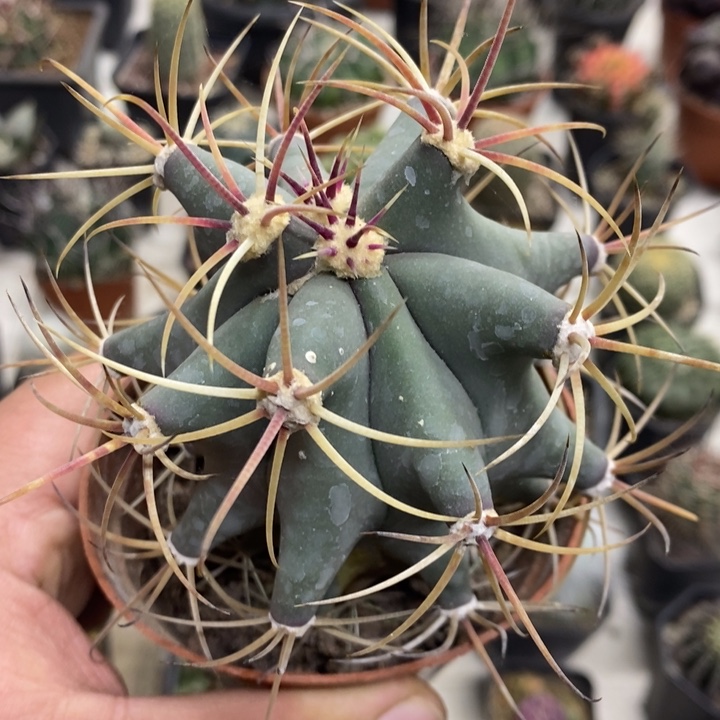 实生江守玉孤品特价