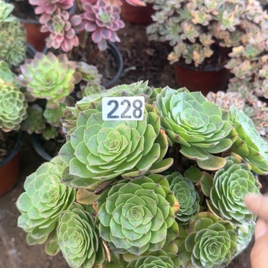 无花朵拉丝228号不包断枝