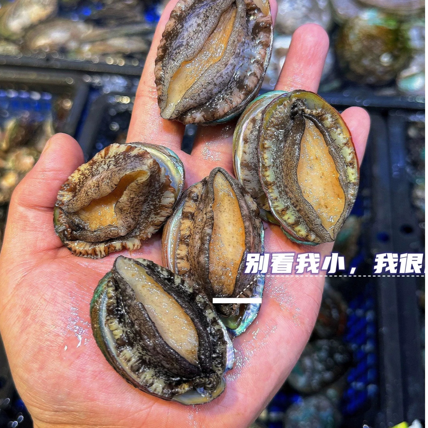 鲜活鲍鱼30只，活鲜活发到手30只直播间福利【福利专享】