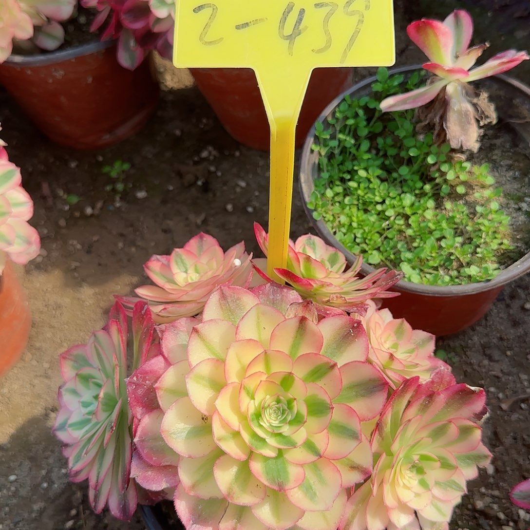 2+439---多头多肉植物