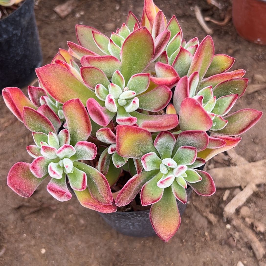 多肉植物锦晃星群