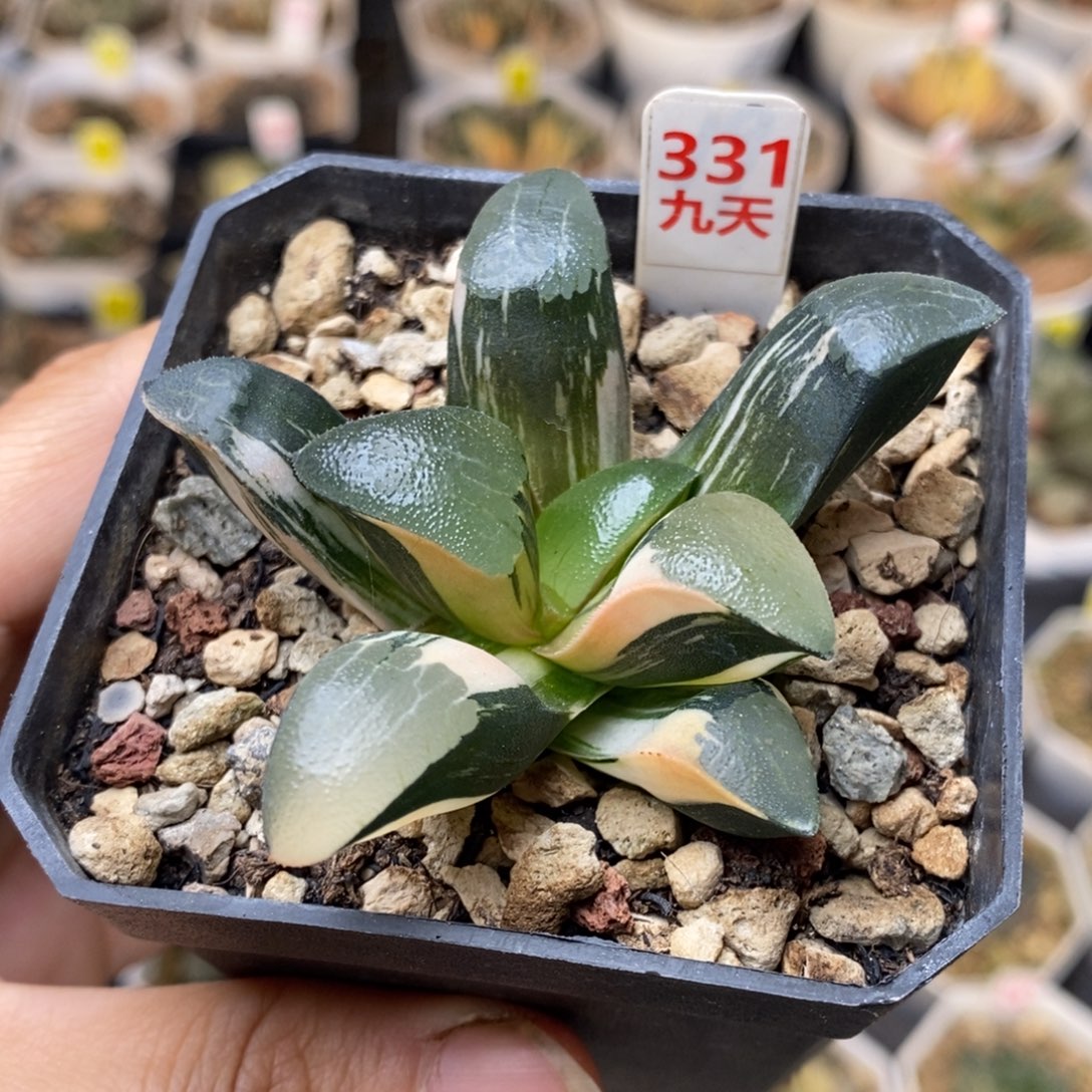 331号丘比特克锦发财