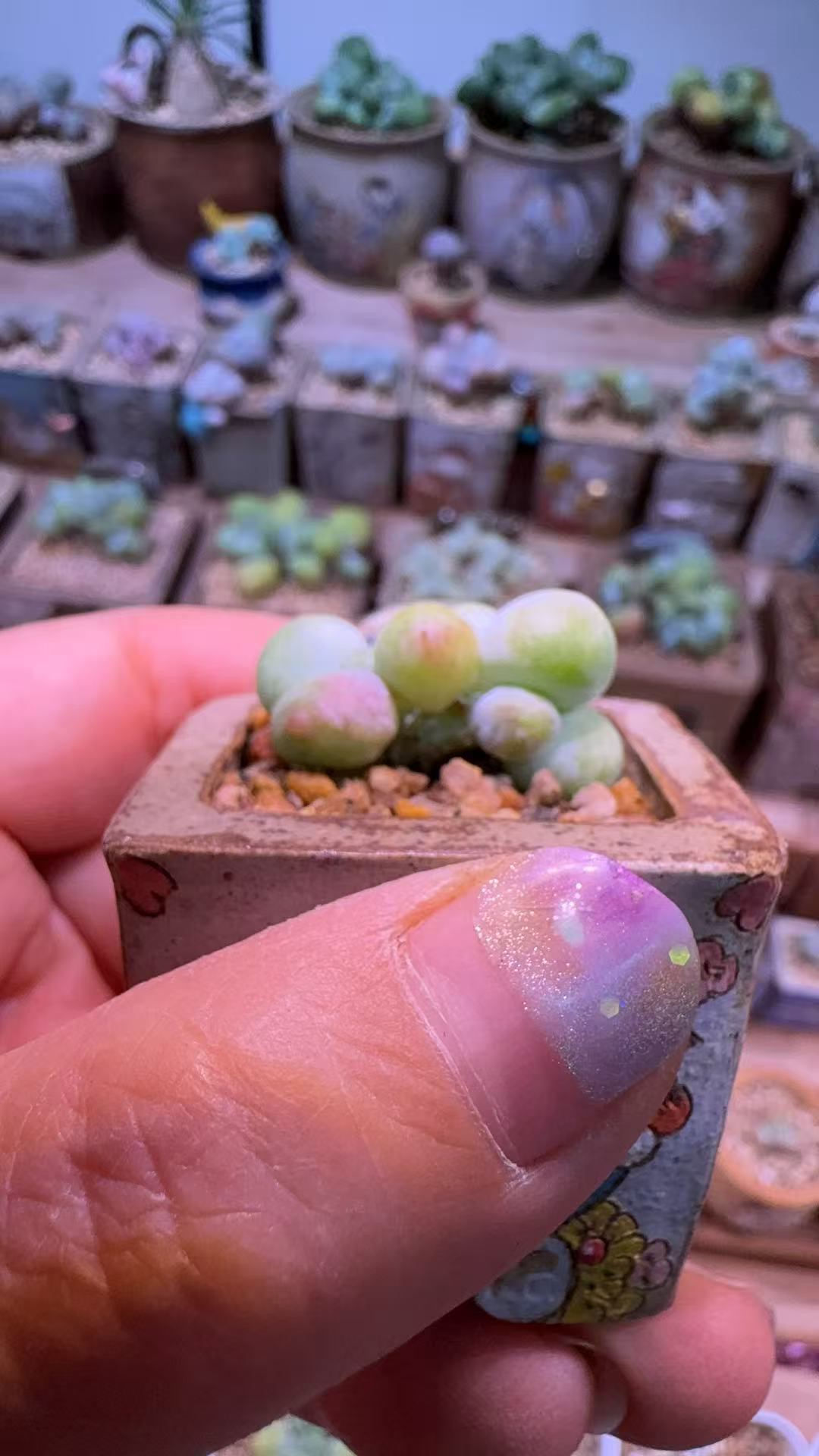 韩国正版乌利维亚迷你盆栽