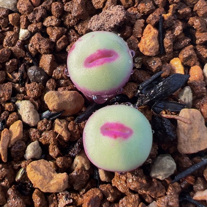  015多肉植物种类多样