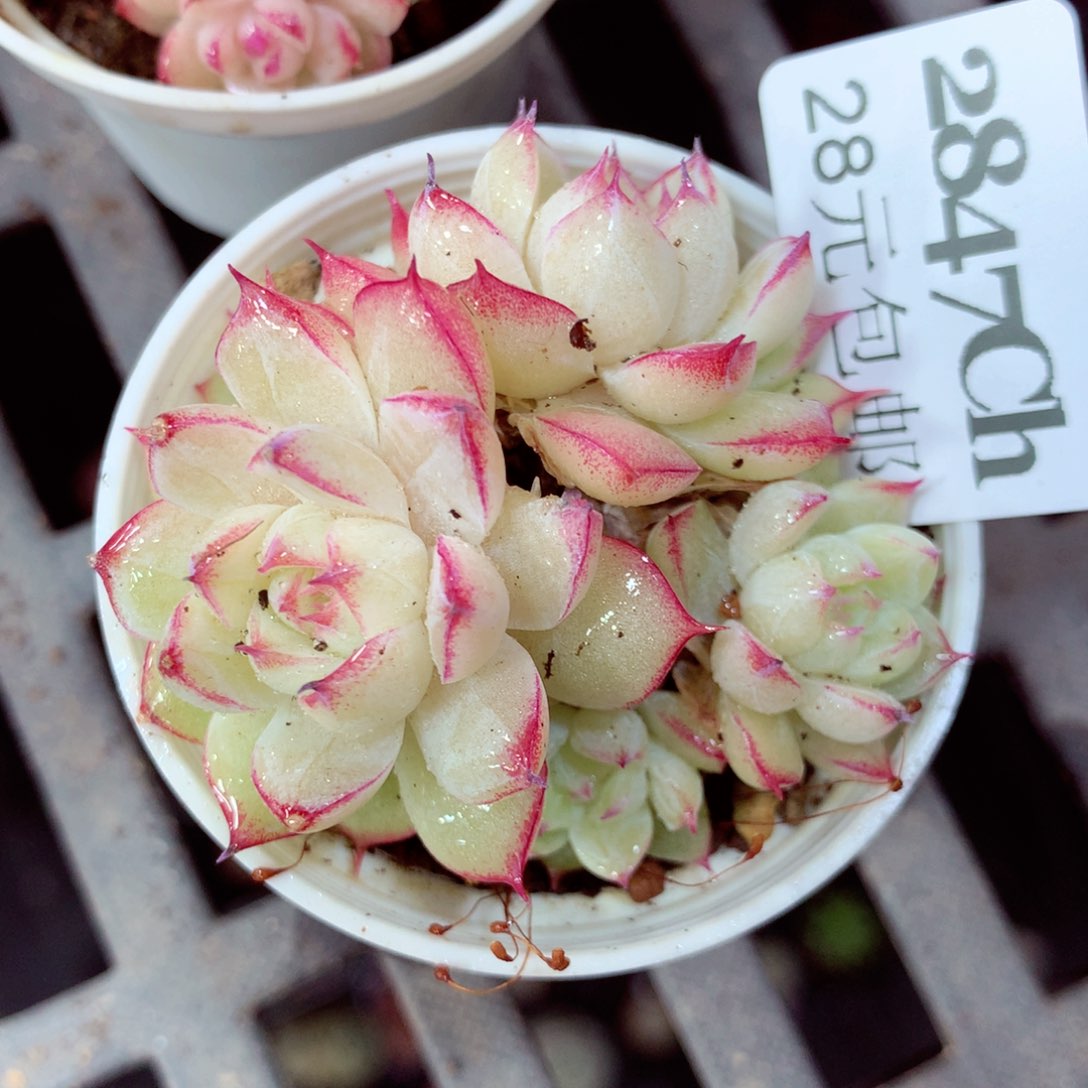 5厘米盆精控多肉2847