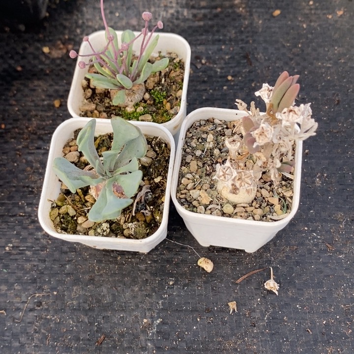 三颗块根，一物一拍，带盆发货