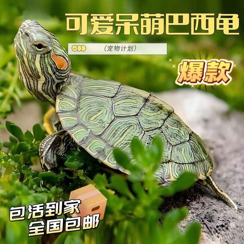 巴西龟彩龟情侣小乌龟活体小苗活物绿色招财龟宠物观赏龟夜市摆摊