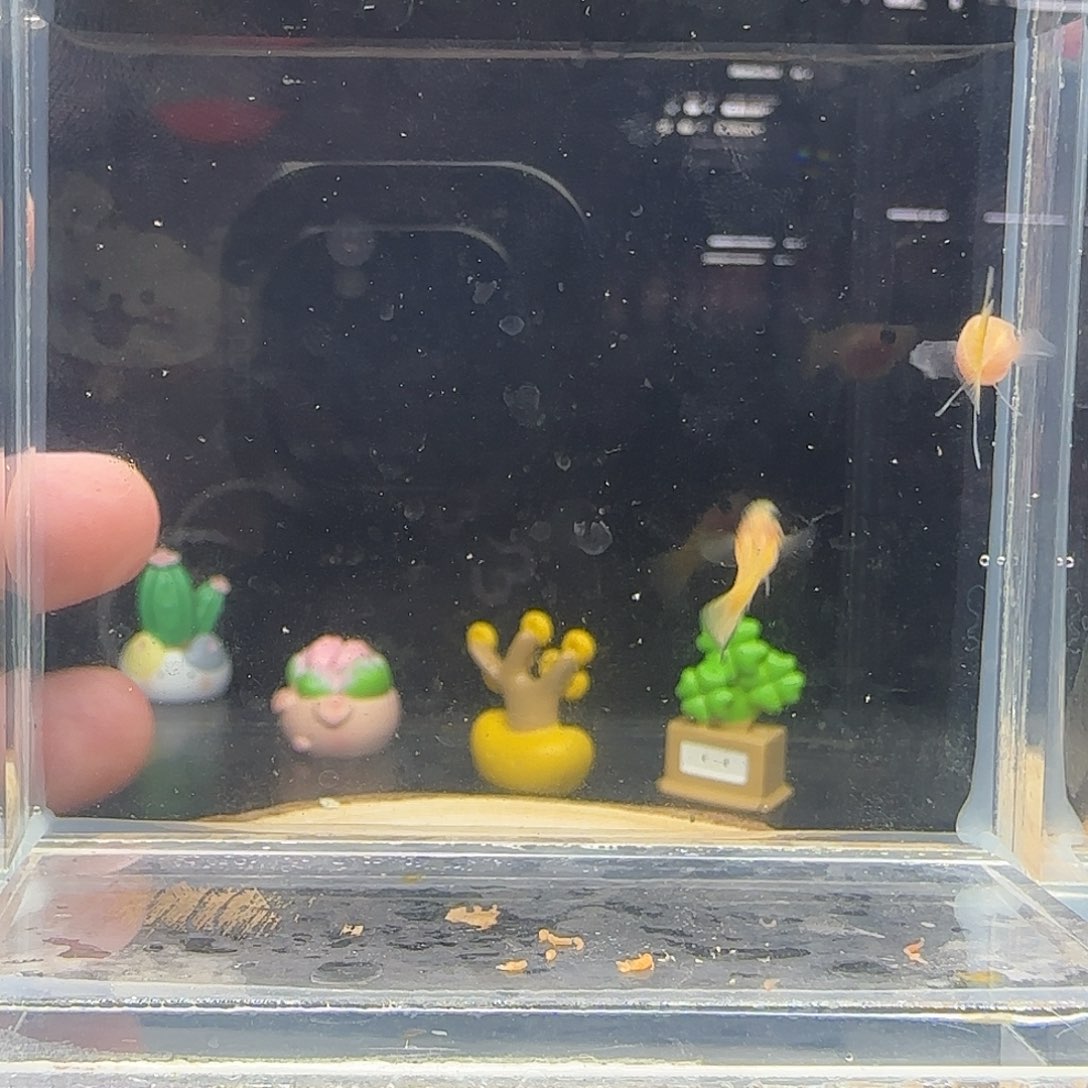孔雀鱼黄金玻璃猫短体c25组