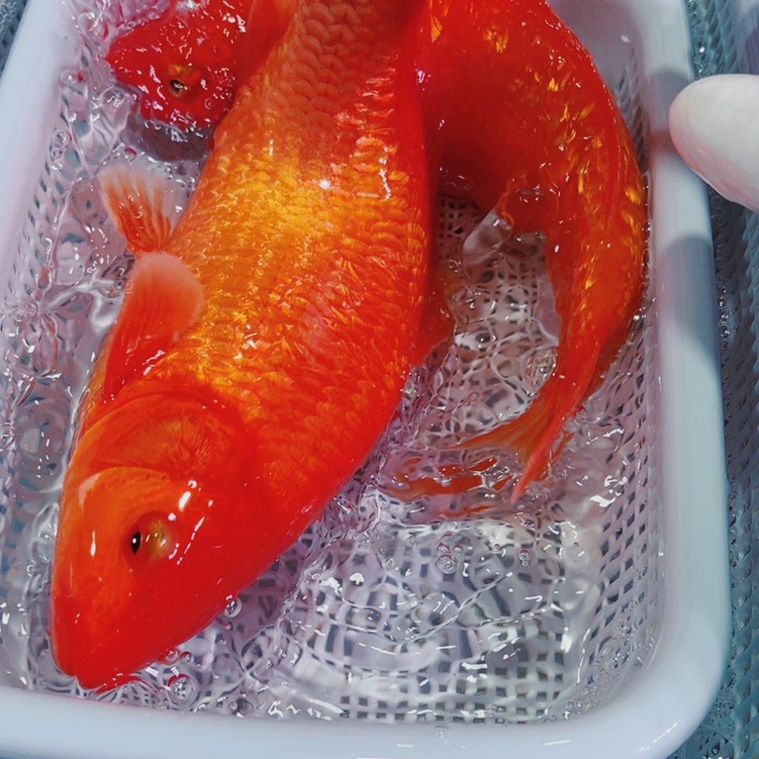 锦鲤锦鲤冷水鱼观赏